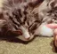ふのプロフィール画像