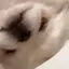 烏龍茶のプロフィール画像