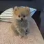 CHICAのプロフィール画像