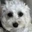 crのプロフィール画像