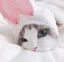MOMOのプロフィール画像