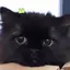 Jのプロフィール画像