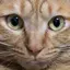 チャーちゃんのプロフィール画像