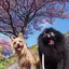 めろのプロフィール画像