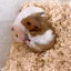 ayakaのプロフィール画像