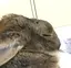AYUMIのプロフィール画像