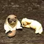ちぃはむのプロフィール画像