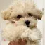 かぼすのプロフィール画像