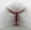 ケーコのプロフィール画像