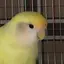 きさっちのプロフィール画像