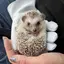 圭のプロフィール画像