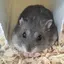 りのプロフィール画像