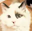 にゃおんのプロフィール画像