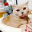 深間詩央のプロフィール画像