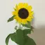 まるのプロフィール画像