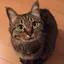 友葵のプロフィール画像