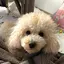 真桜のプロフィール画像
