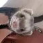 Mashaのプロフィール画像