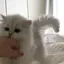 mochiのプロフィール画像