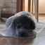 ミオのプロフィール画像