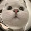 sのプロフィール画像