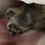 フワフワあんよ発見隊のプロフィール画像