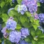 美知花のプロフィール画像