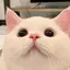5an0のプロフィール画像