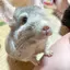 ひいのプロフィール画像