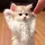 wanoのプロフィール画像