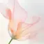 みこのプロフィール画像