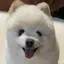 あろ🐕のプロフィール画像