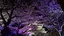 夜桜のプロフィール画像