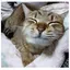 しまんちゅのプロフィール画像