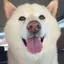 さくらのプロフィール画像