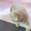 まるのプロフィール画像