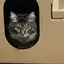 Nのプロフィール画像