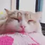 さえのプロフィール画像