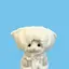 sumireのプロフィール画像