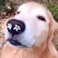 ふうかのプロフィール画像