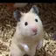 まいまいのプロフィール画像