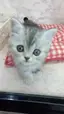 ageHaのプロフィール画像