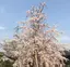 リナのプロフィール画像