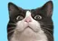 チャロ丸のプロフィール画像