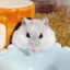 しほのプロフィール画像