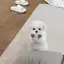 ammgのプロフィール画像