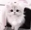 ♡のプロフィール画像