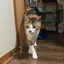 ぽむのプロフィール画像