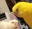 ことりのプロフィール画像