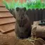 ここのプロフィール画像